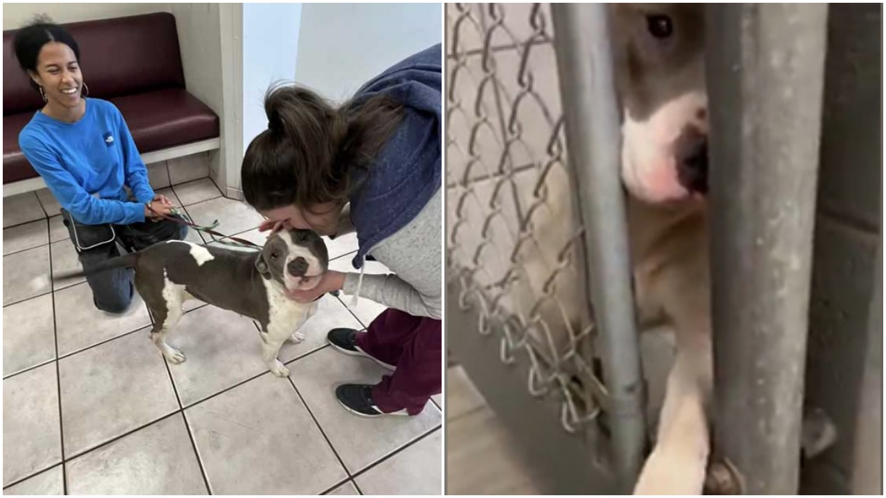 Cagnolina tende la zampa ai visitatori