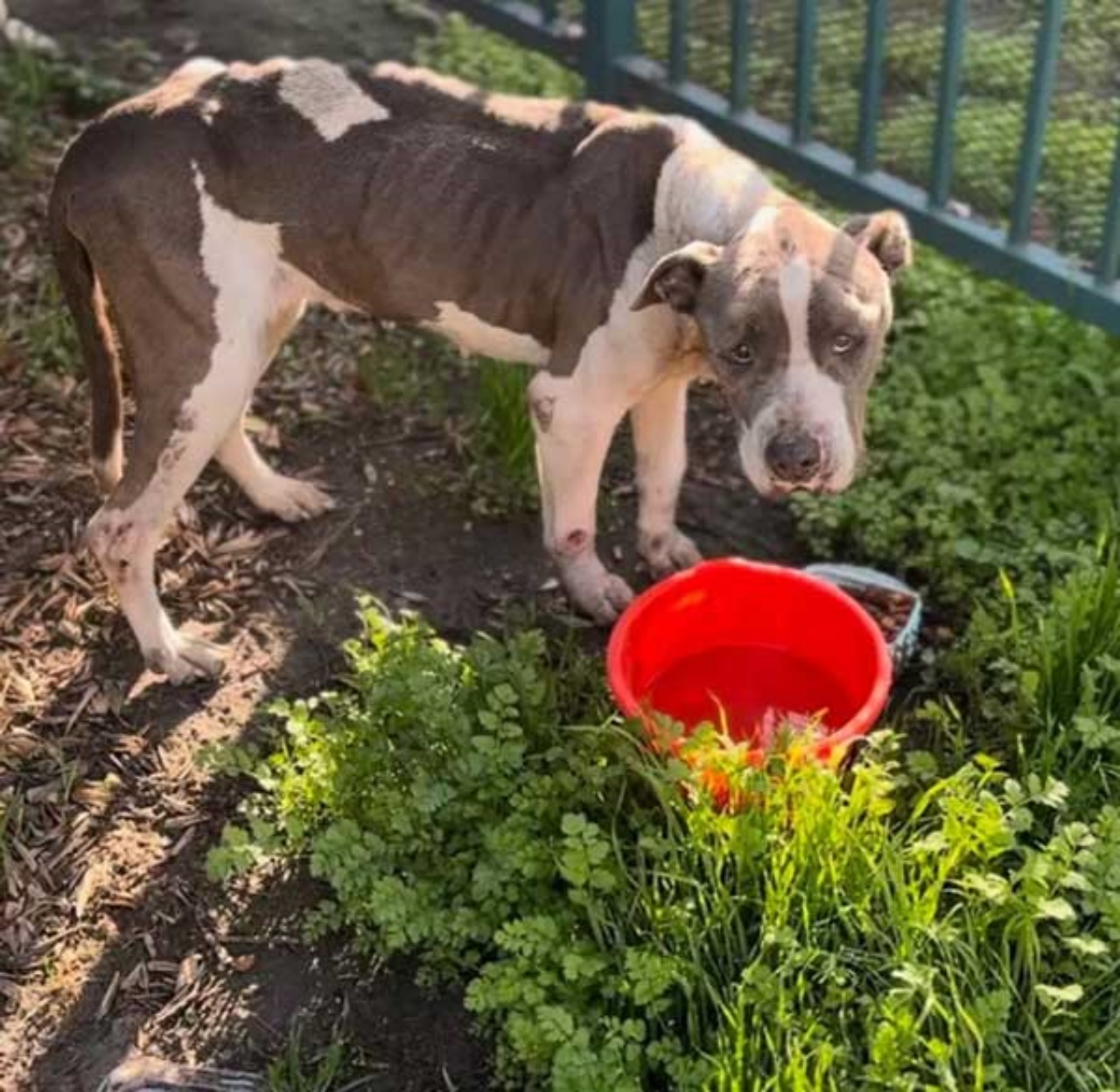 Cagnolina tende la zampa ai visitatori