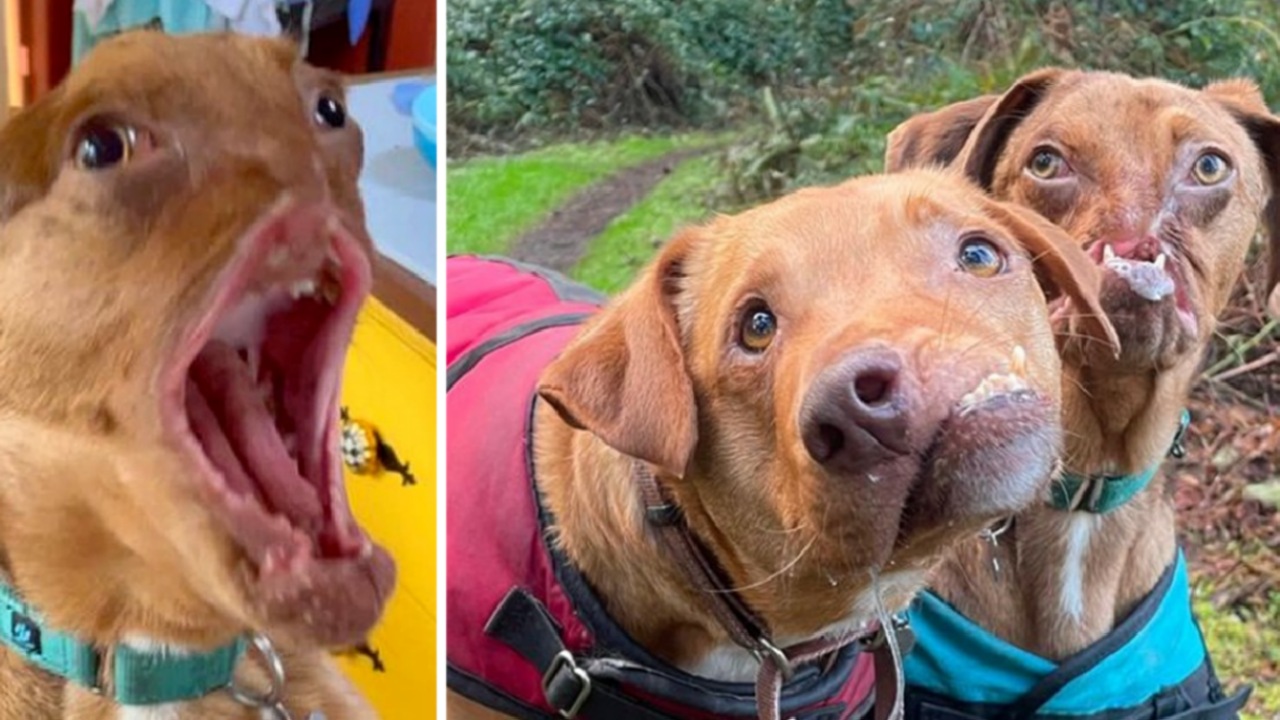 Cagnolini con malformazioni facciali diventano inseparabili