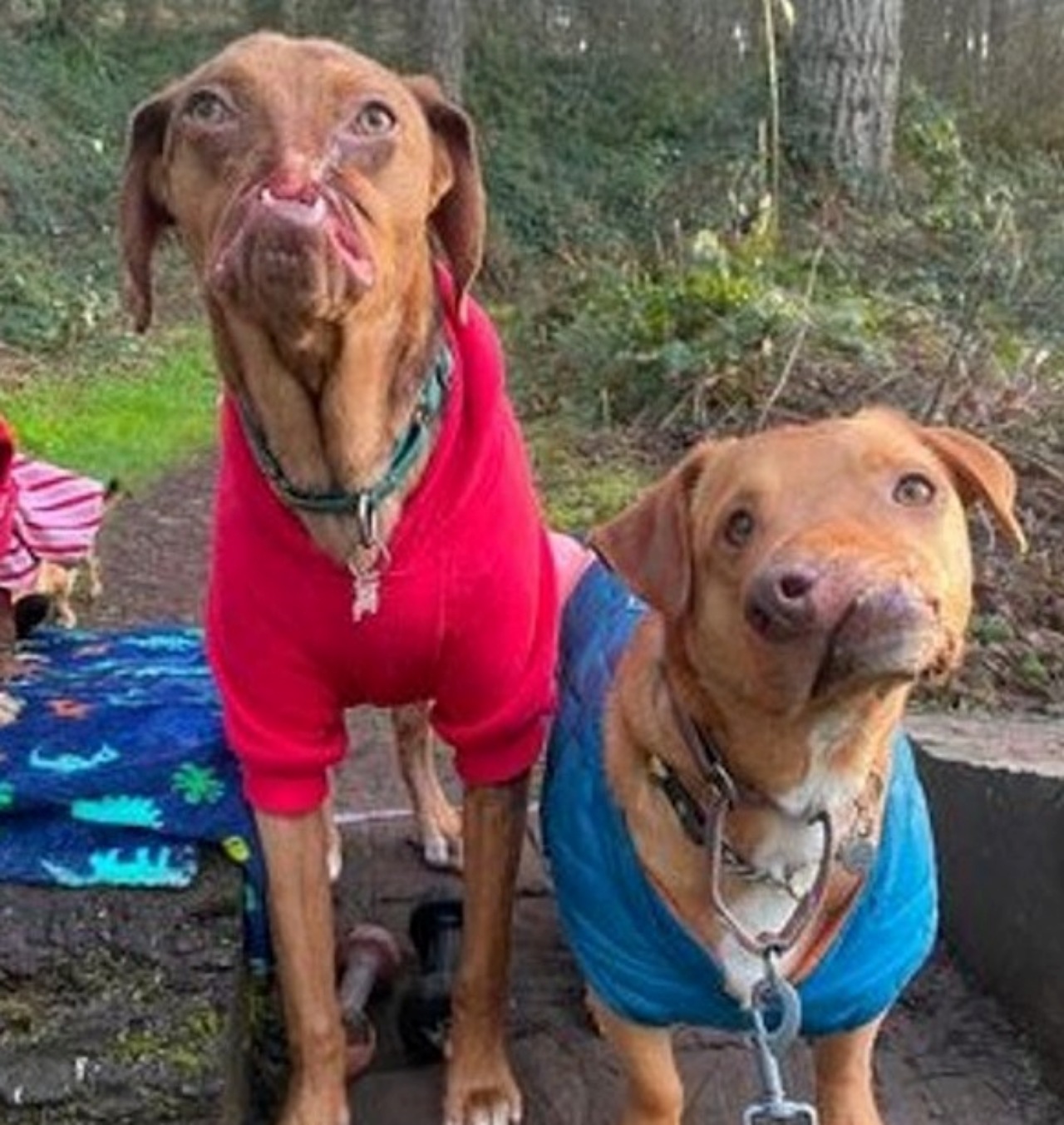 Cagnolini con malformazioni facciali diventano inseparabili