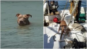 Ritrovato vivo: il cane sopravvive in mare dopo essere caduto da un peschereccio (VIDEO)