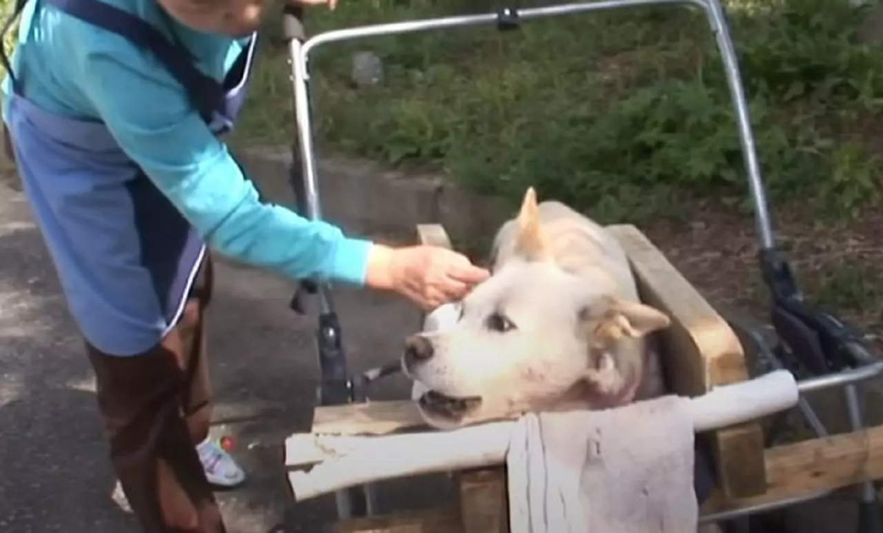 Cane diventa paralizzato dopo un brutto incidente