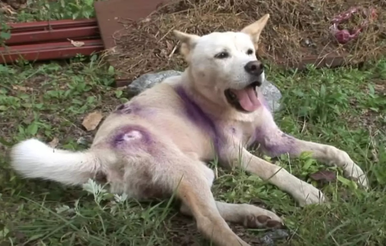 Cane diventa paralizzato dopo un brutto incidente