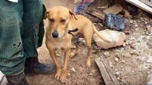 Soccorritori regalano la libertà ad un cane incatenato (VIDEO)