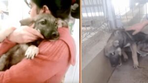 Cane maltrattato scopre l’affetto: un momento commovente