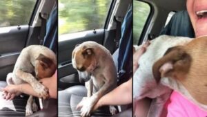 Emozionante atto di gratitudine: cane randagio ringrazia la donna che gli ha offerto una seconda possibilità (VIDEO)