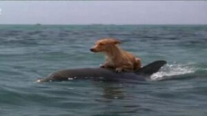 Eroi del mare: delfini salvano un cane dall’annegamento (VIDEO)