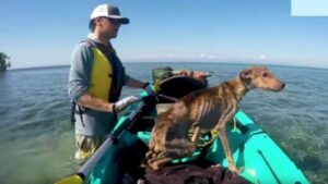 Un uomo recupera un cane denutrito su un’isola deserta e gli offre una seconda possibilità (VIDEO)