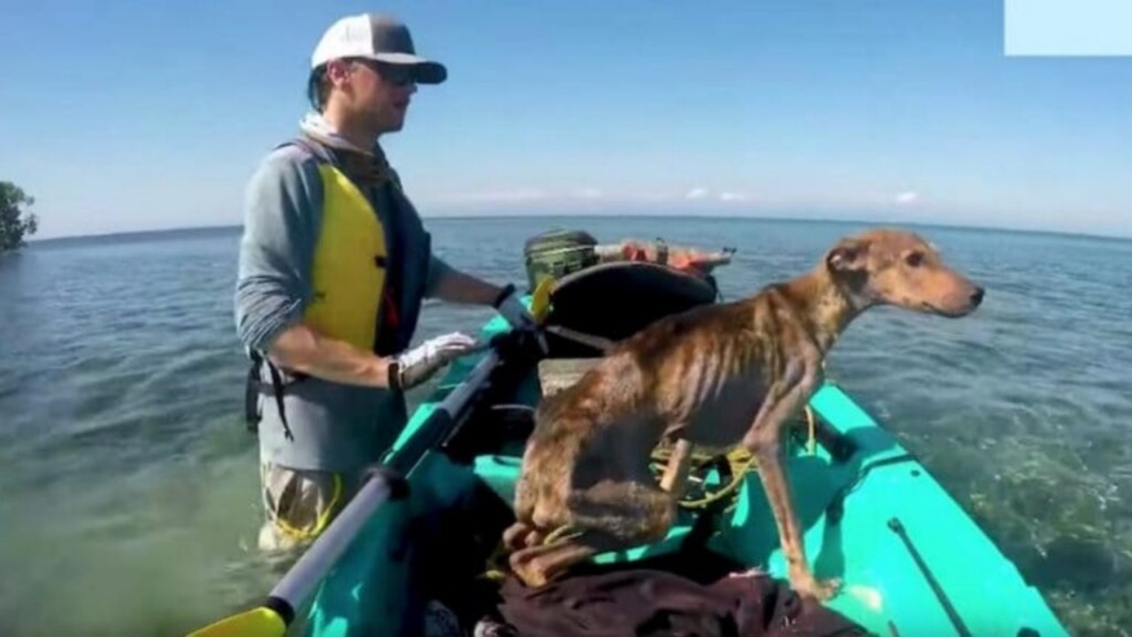 Cane su un'isola deserta