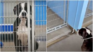 Abbandonato dal destino: il cane triste ignorato mentre i suoi compagni trovano una casa (VIDEO)