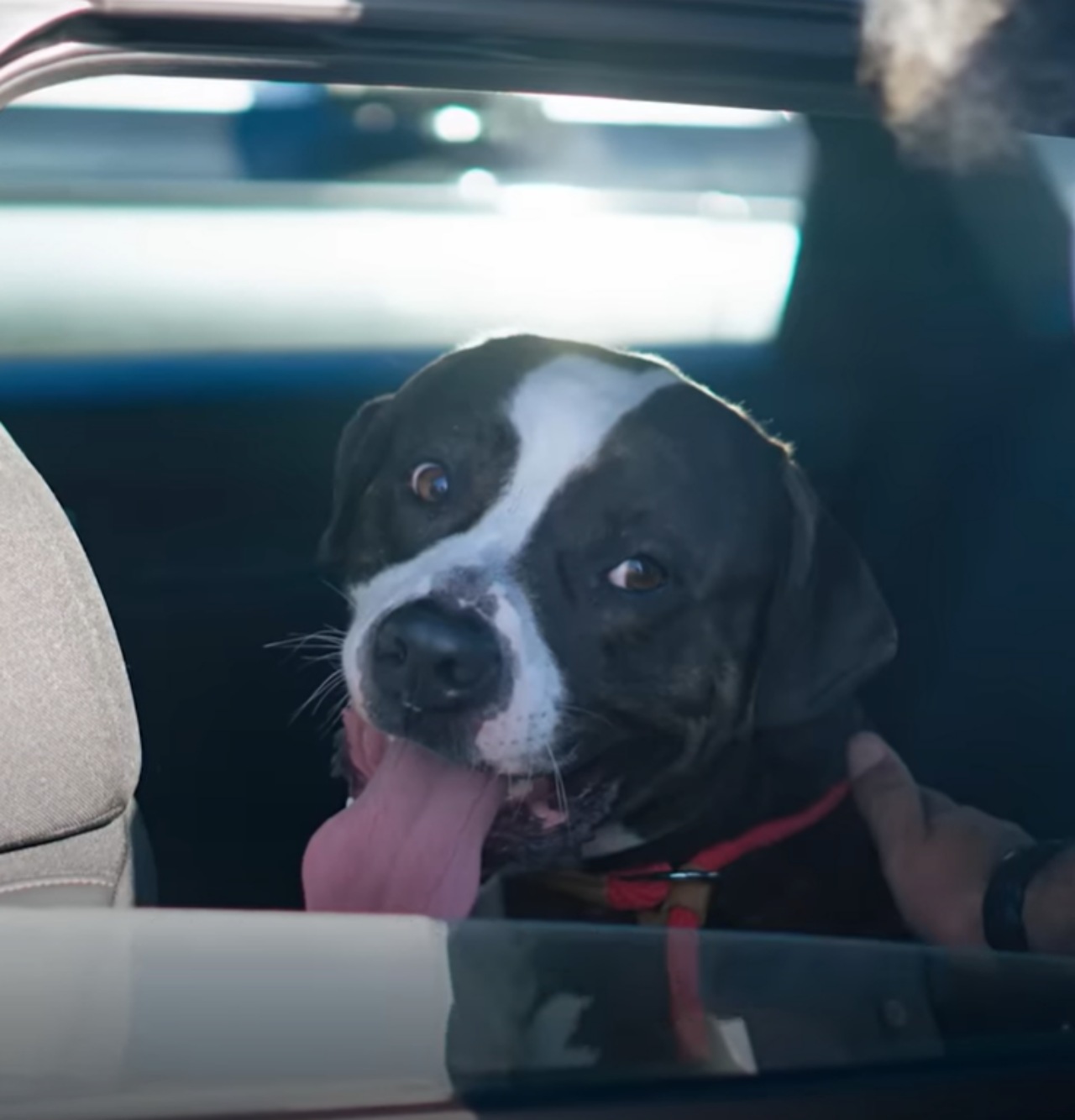 Cane triste perché nessuno lo sceglie