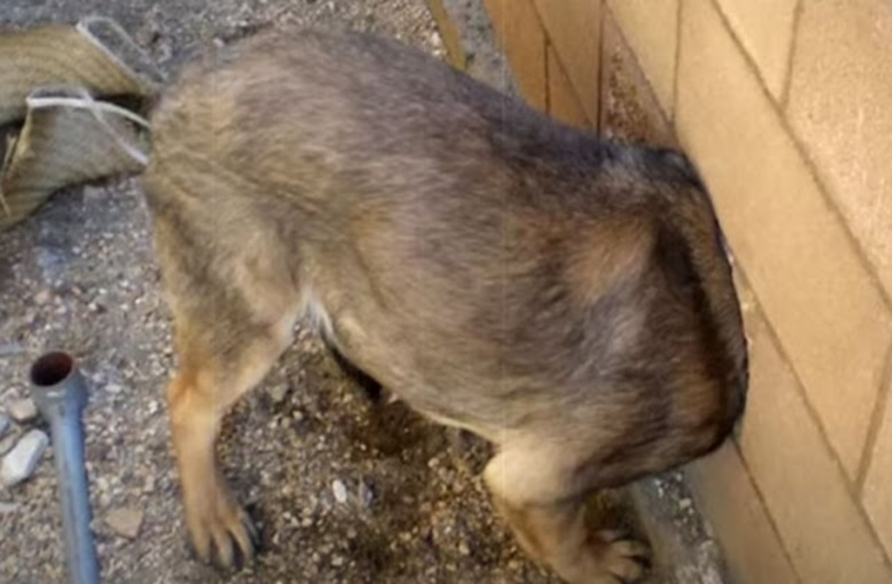 Cane con la testa incastrata