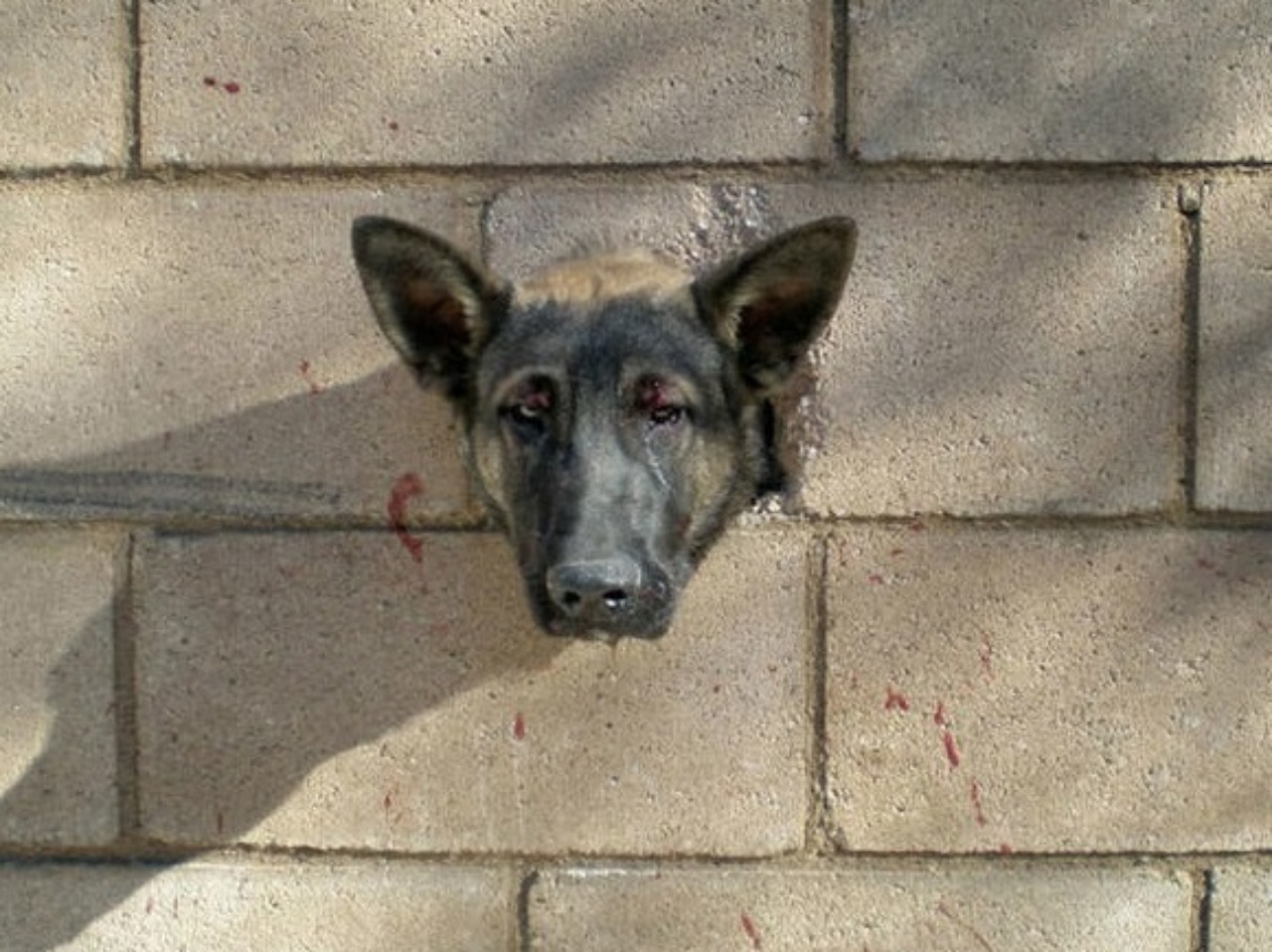 Cane con la testa incastrata