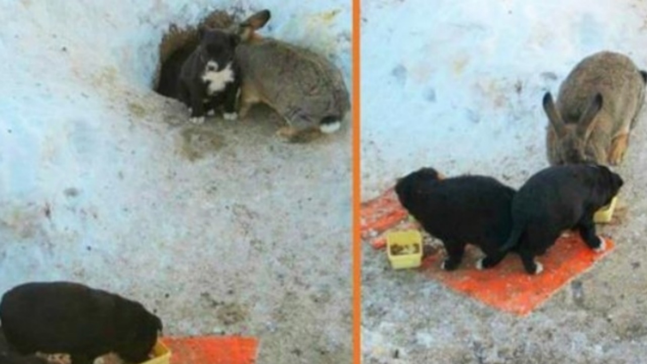 Coniglio si prende cura di tre cuccioli