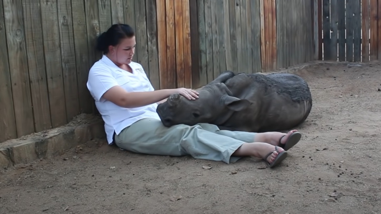 Cucciolo di rinoceronte si riprende dopo la morte della mamma