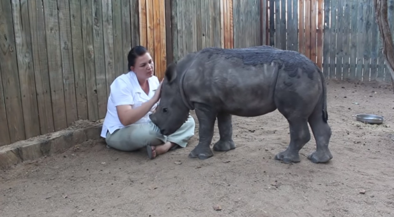 Cucciolo di rinoceronte si riprende dopo la morte della mamma