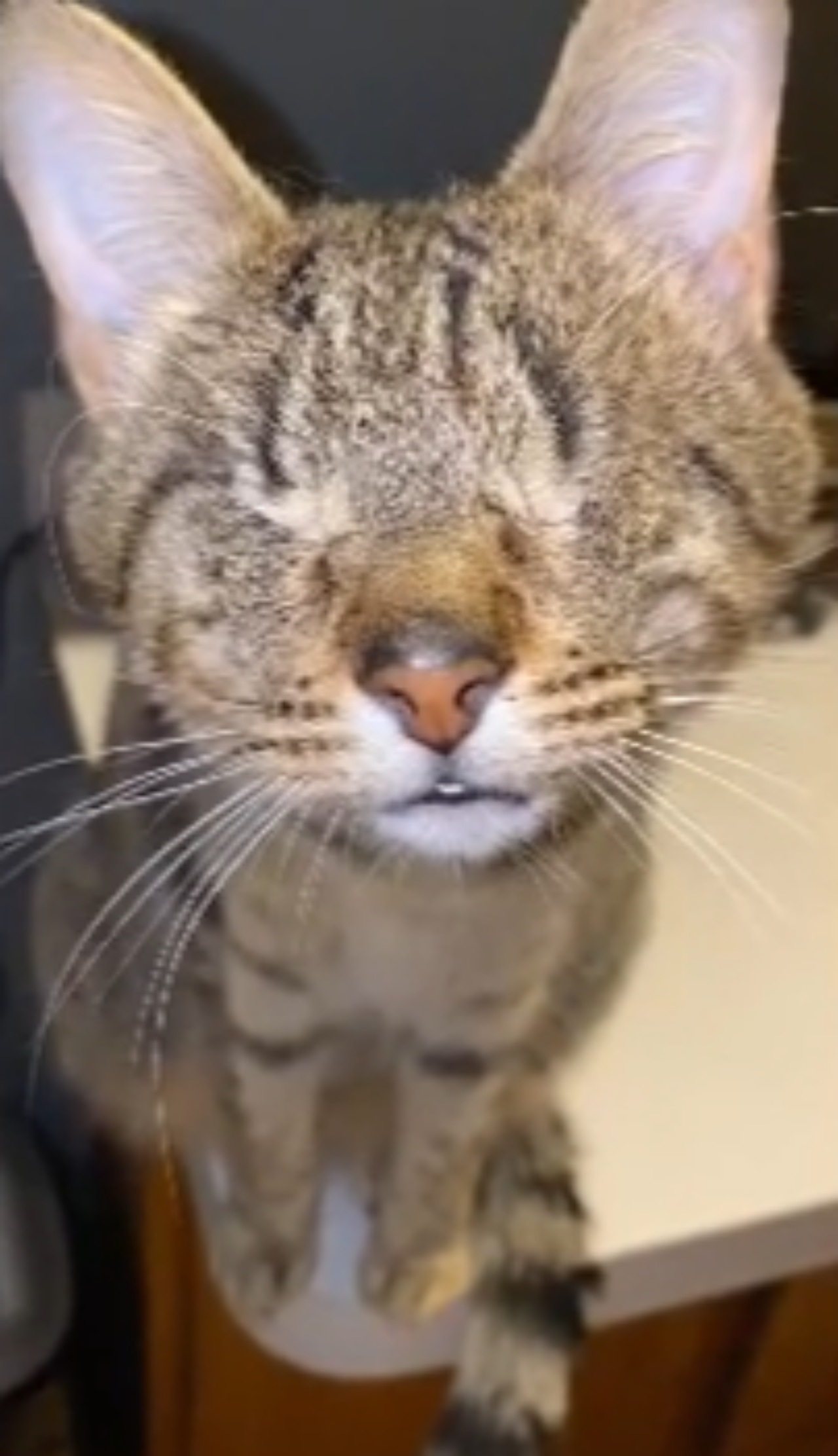 Gattina cieca accoglie ogni giorno la sua mamma con amore