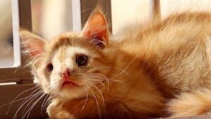 La storia del gatto “troppo brutto” che finalmente trova amore e cura (VIDEO)