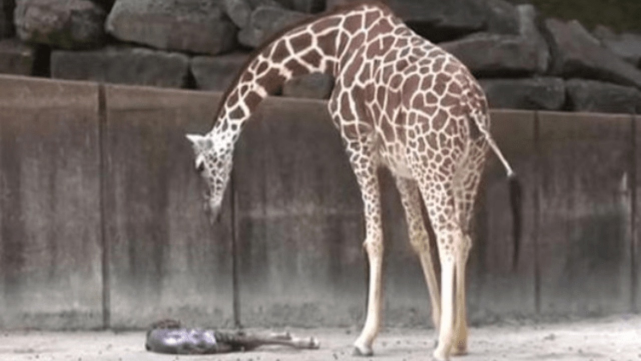 Giraffa diventa mamma sotto gli occhi dei visitatori