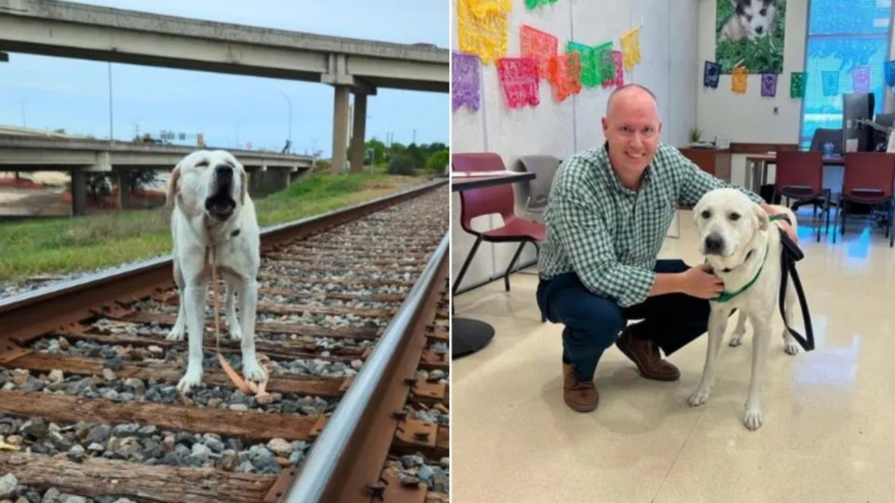 Labrador salvato dai binari del treno