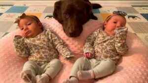 Labrador Retriever: un’adorabile compagna per due gemelline (VIDEO)