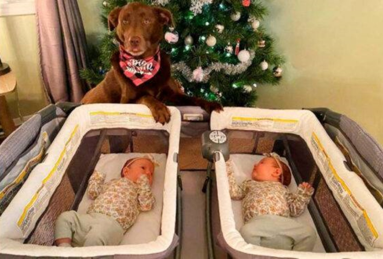 Labrador Retriever fa la babysitter a due gemelline