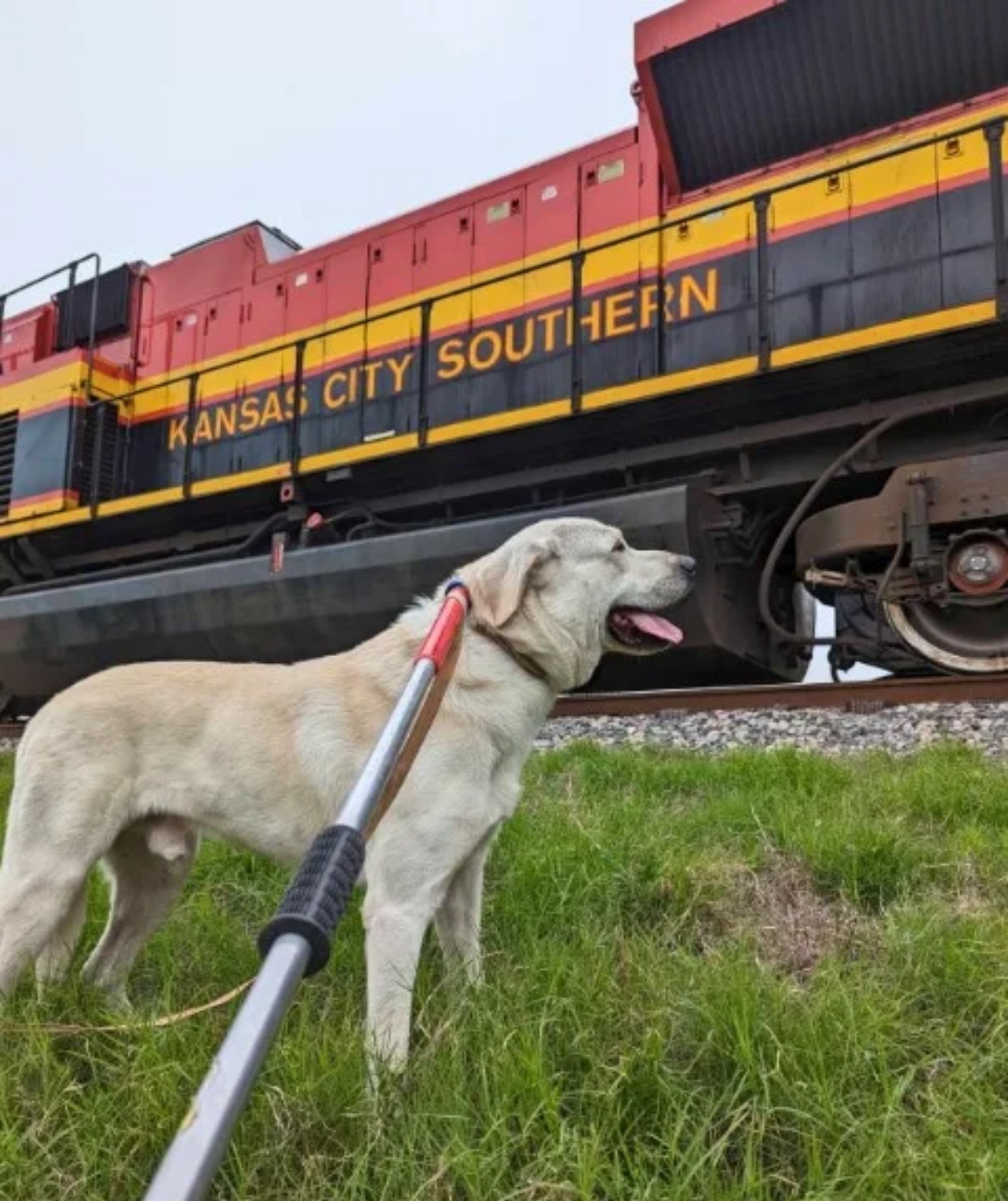 Labrador salvato dai binari del treno