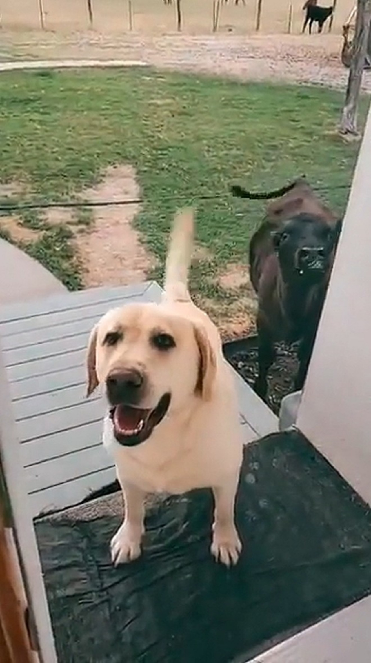 Labrador fa amicizia con un vitellino