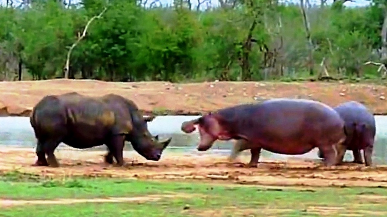 Mamma ippopotamo protegge il suo piccolo