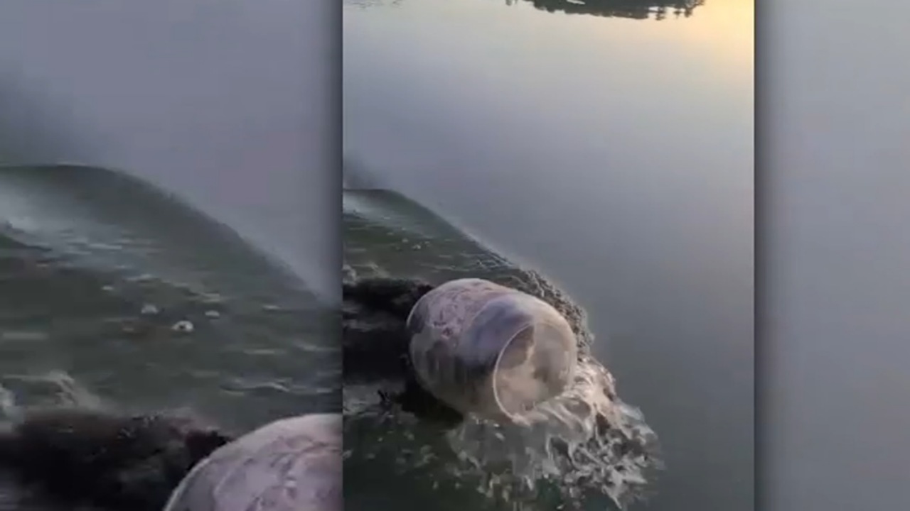 Orso intrappolato in una bottiglia di plastica