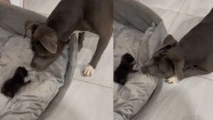 Un Pitbull ascolta il miagolio di un gattino per la prima volta: la sua reazione è adorabile (VIDEO)