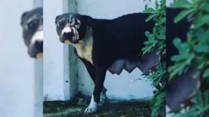 Pitbull solitario: smarrito tra i camion senza i suoi piccoli (VIDEO)