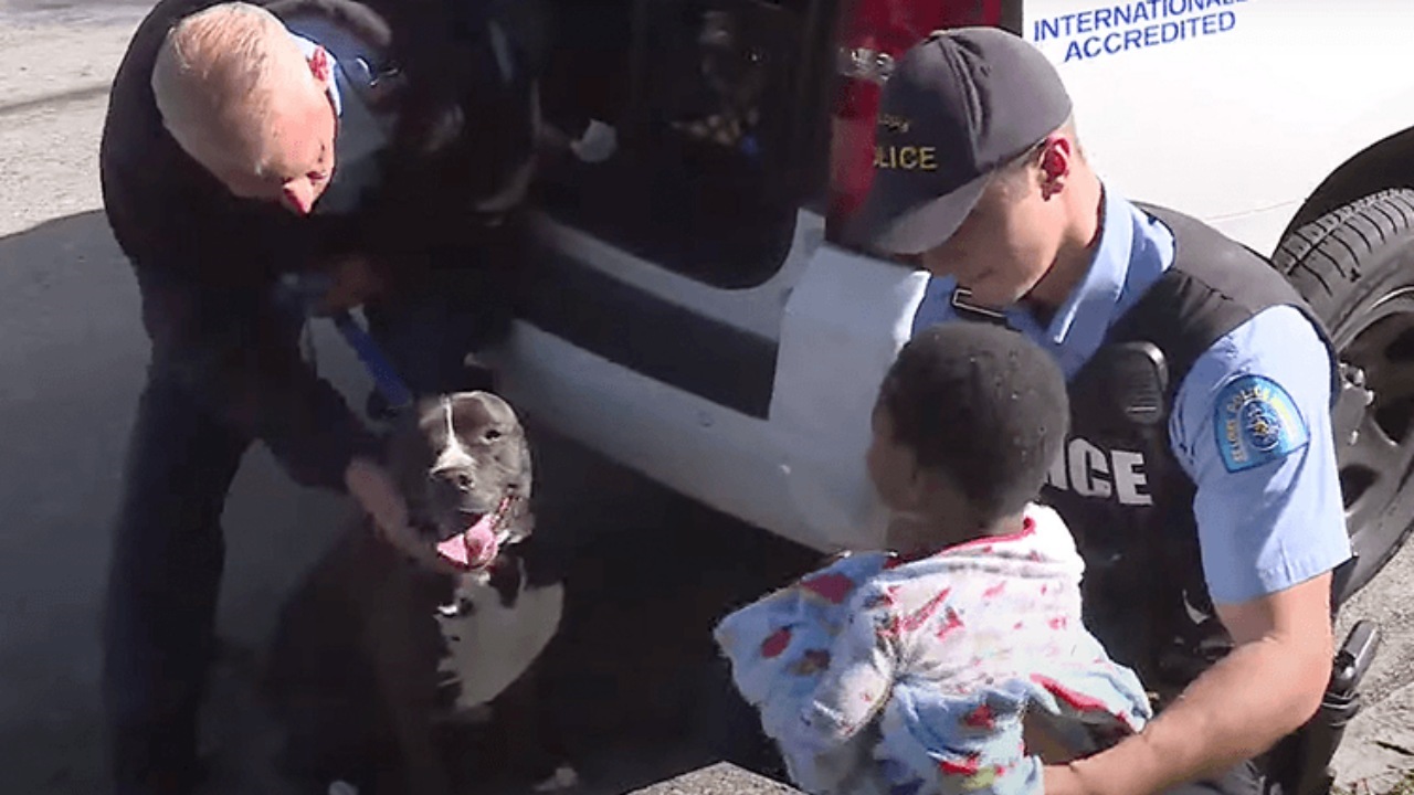 Pitbull riporta un bambino a casa