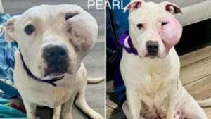 Un Pitbull afflitto da un tumore al viso trova speranza grazie all’amore dei volontari