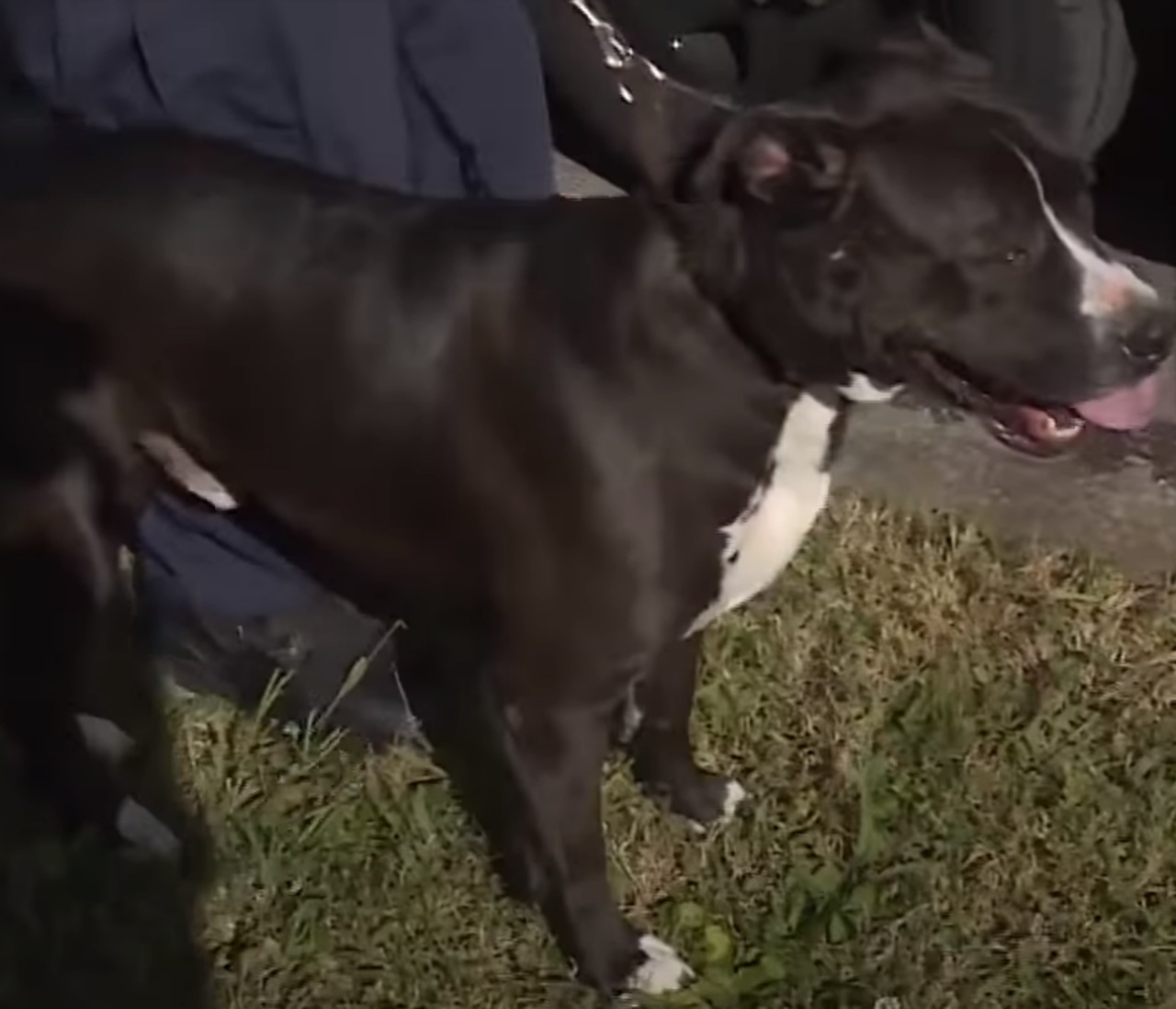 Pitbull riporta un bambino a casa