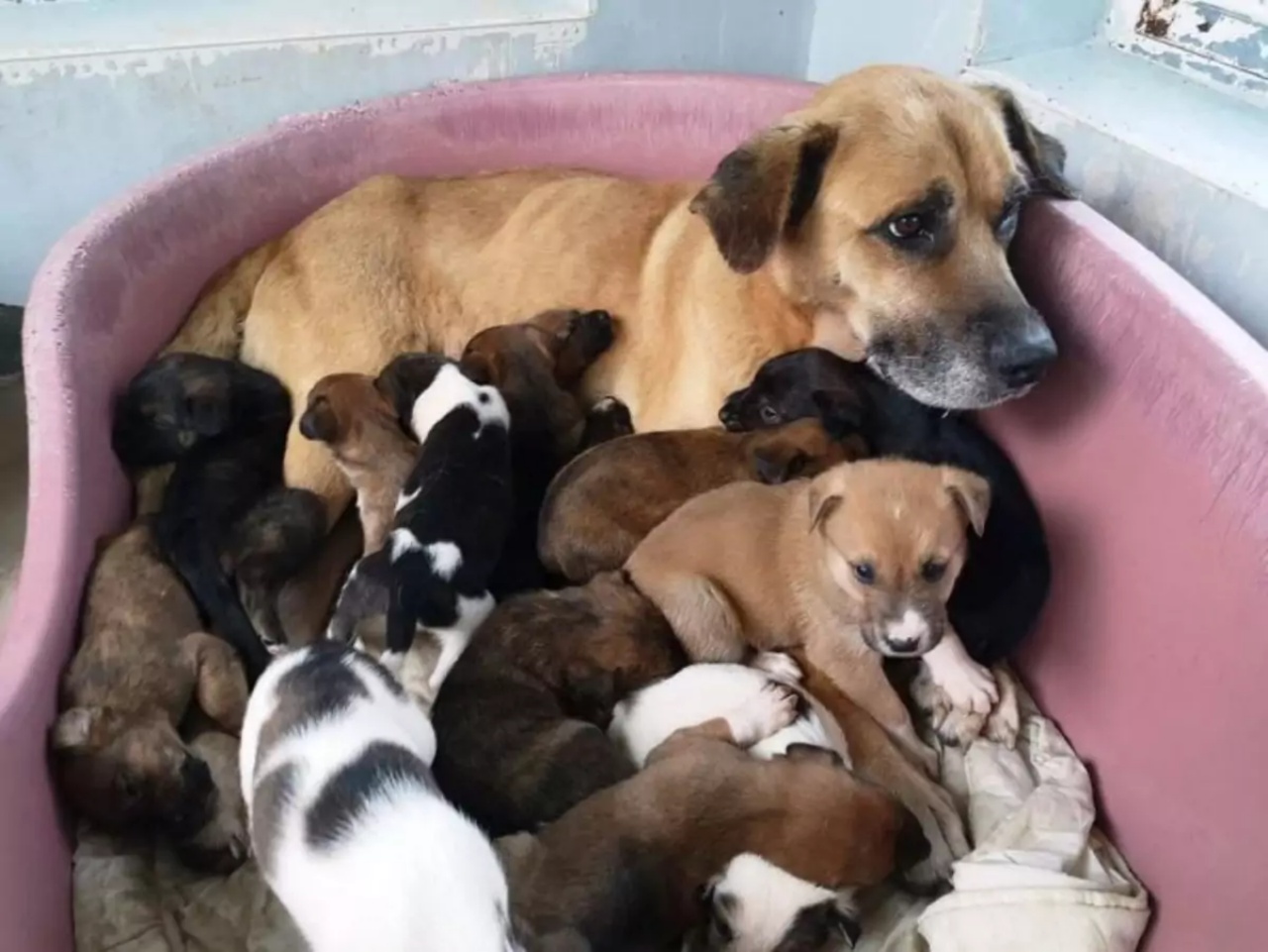 Pompieri salvano una cucciolata