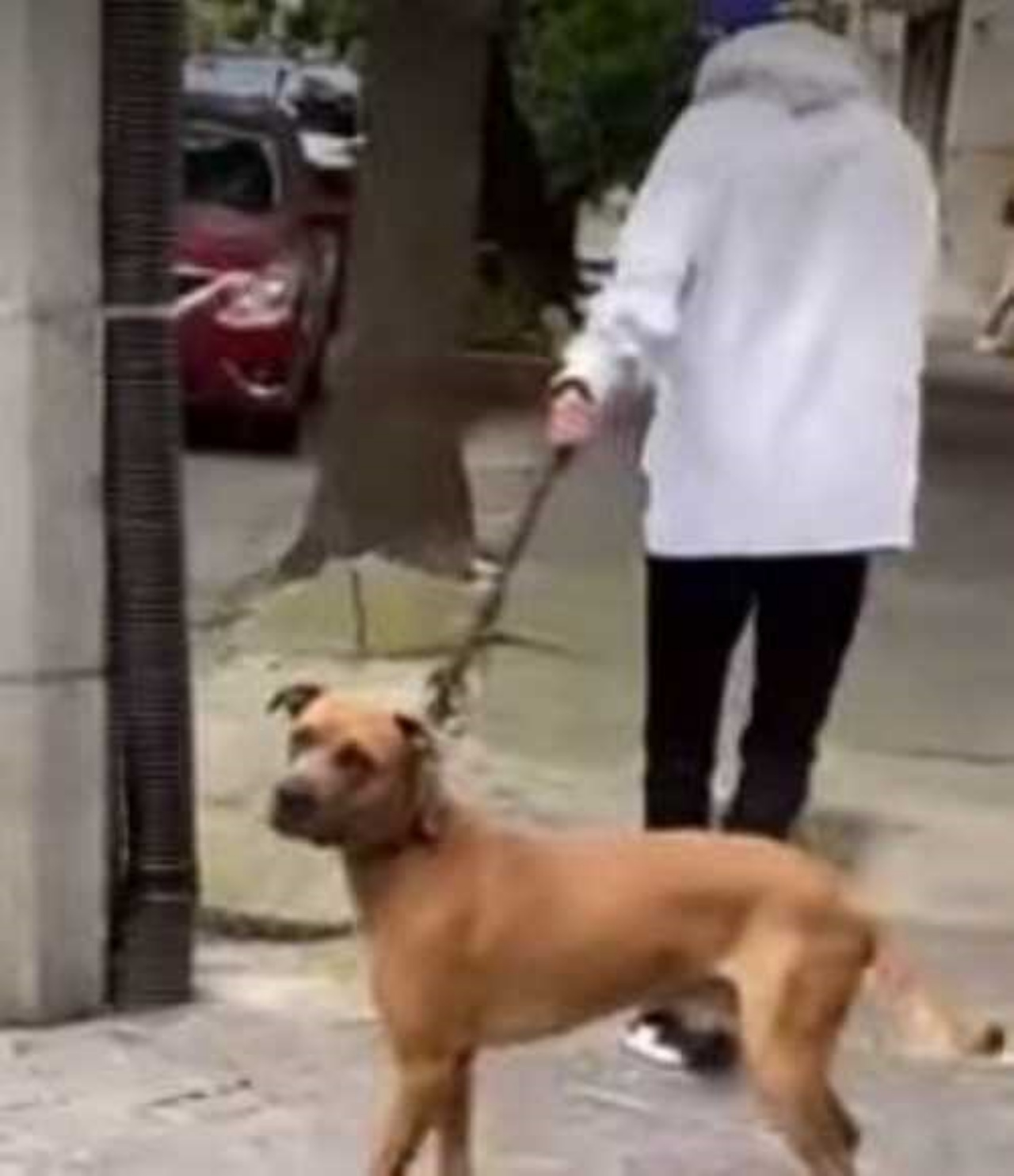 Proprietario ritrova il suo Pitbull smarrito