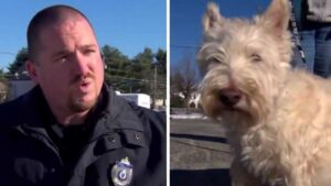 Scottish Terrier scozzese implora l’intervento di un poliziotto per salvare la sua sorellina (VIDEO)