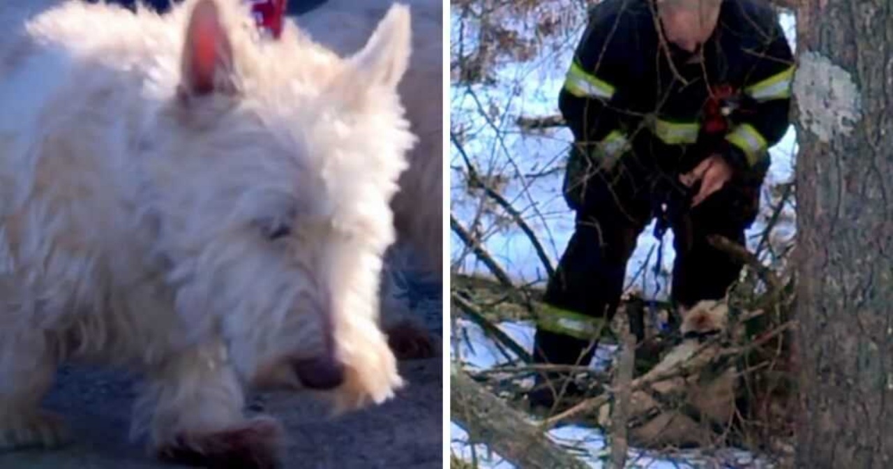 Scottish Terrier chiede aiuto per salvare la sua sorellina