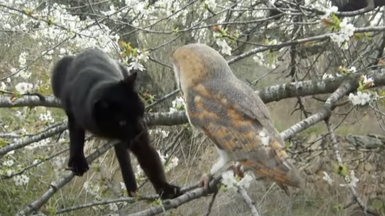 Un gatto e un gufo fanno amicizia