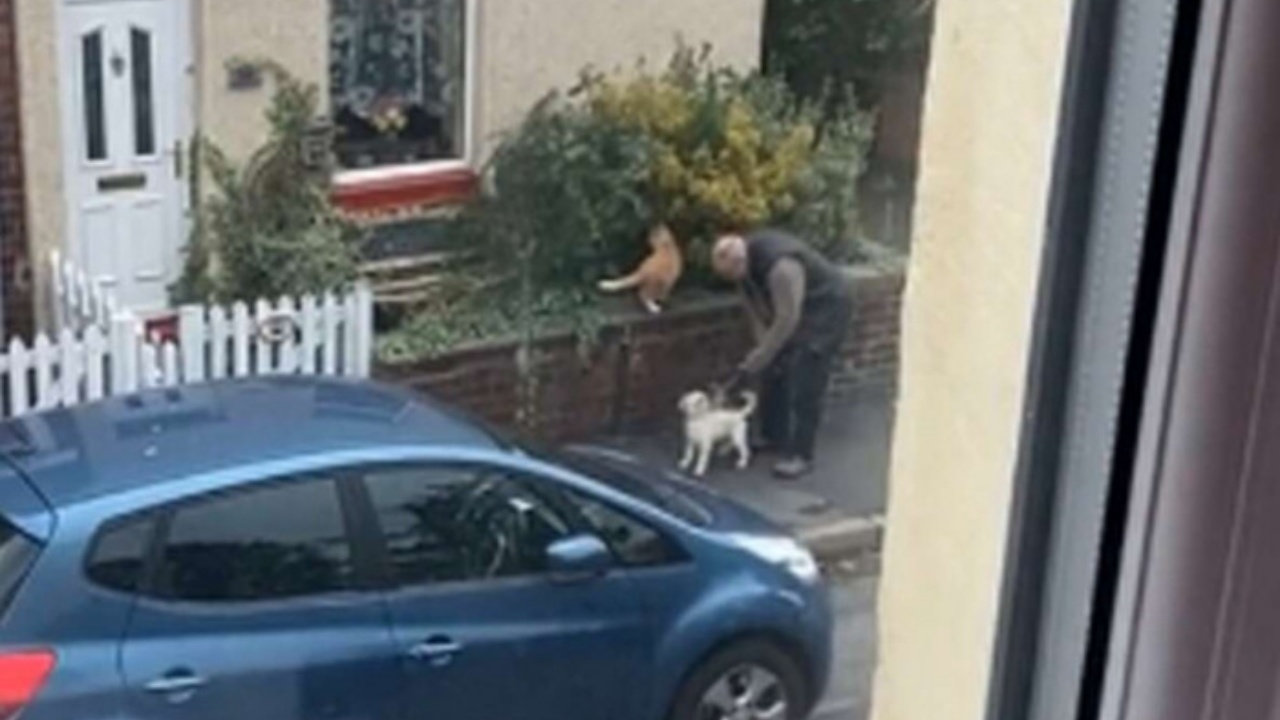 Un signore avvicina il suo cane al gatto