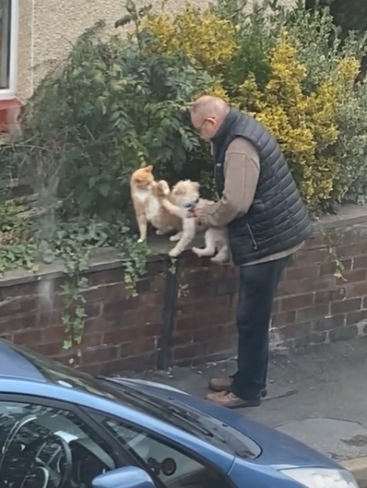 Un signore avvicina il suo cane al gatto