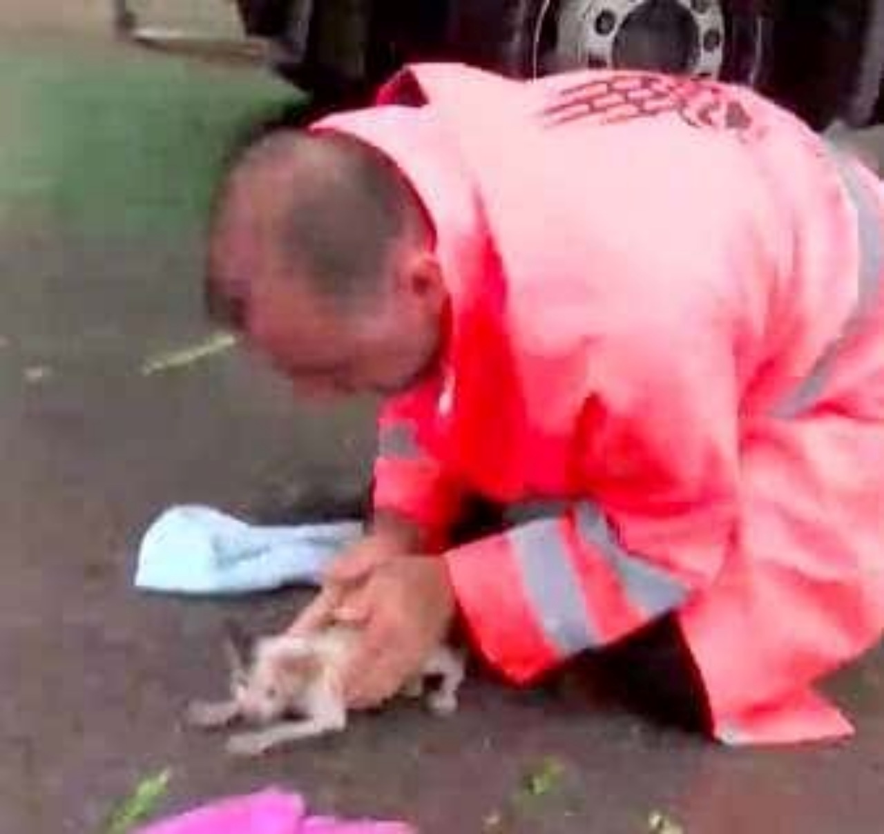 Uomo salva un gattino dall'alluvione e lo adotta