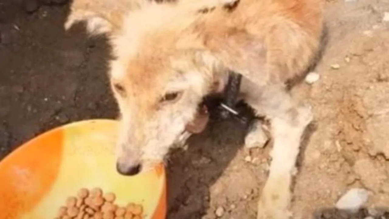 cucciolo incontra padrone