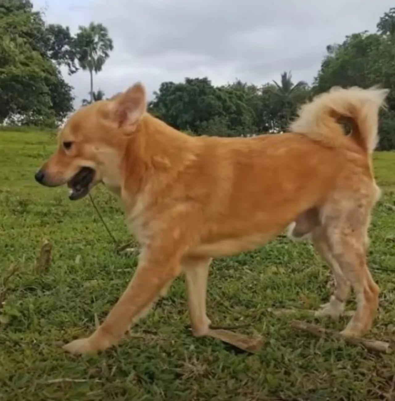 cucciolo incontra passeggio