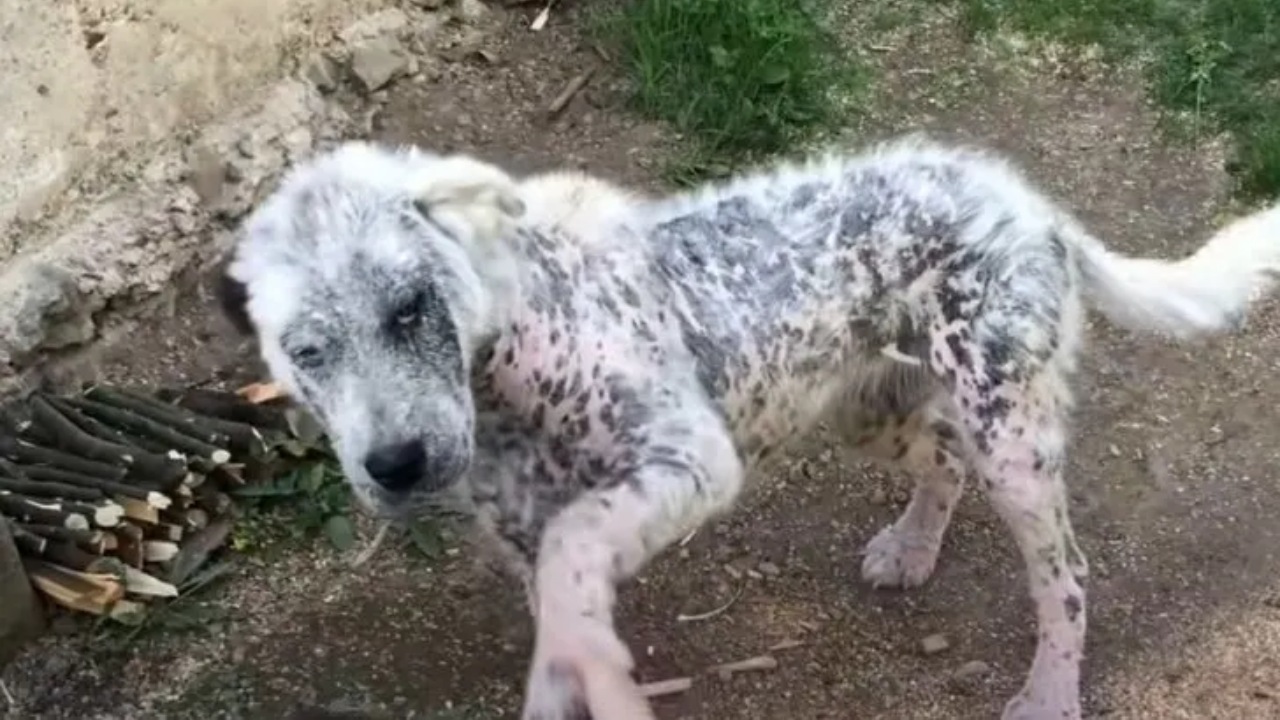 Cagnolina randagia non abbandona il suo amico