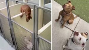 Cagnolina fa un grande balzo per oltrepassare il muro e raggiungere la sua amica