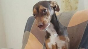 Cagnolina birichina diventa protagonista sul web con una simpatica avventura