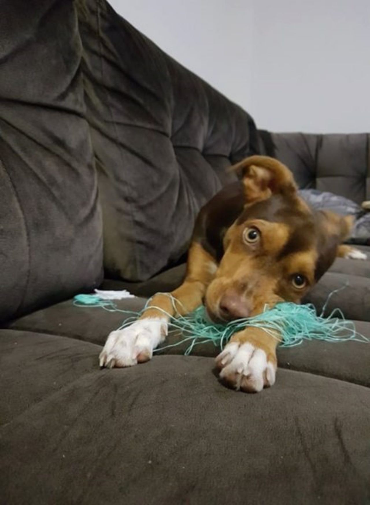 Cagnolina birichina ruba la dentiera della nonna