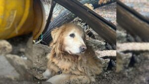 Una cagnolina ha vissuto per 10 anni legata vicino ad una scogliera senza mai perdere la speranza di una vita migliore